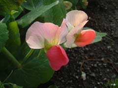 Pisum sativum arvense Field Pea Pisum sativum arvense Field Pea