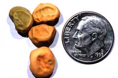 Pisum sativum arvense Field Pea Pisum sativum arvense Field Pea
