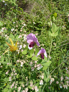 Pisum sativum elatius Wild Pea Pisum sativum elatius Wild Pea