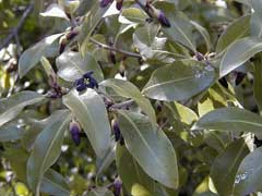 Pittosporum eugenioides Tarata Pittosporum eugenioides Tarata