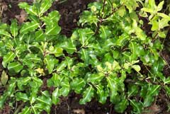 Pittosporum tenuifolium Tawhiwhi Pittosporum tenuifolium Tawhiwhi
