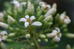 Pittosporum resiniferum Petroleum nut Pittosporum resiniferum Petroleum nut
