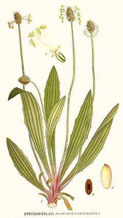 Plantago_lanceolata Ribwort Plantain, Narrowleaf plantain