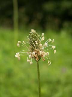 Plantago lanceolata Ribwort Plantain, Narrowleaf plantain