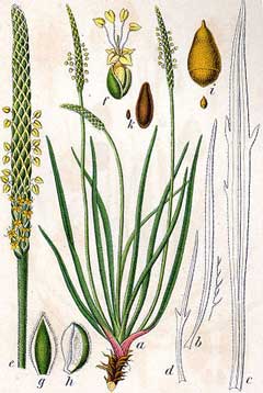 Plantago maritima Sea Plantain, Goose tongue, California goose tongue Plantago maritima Sea Plantain, Goose tongue, California goose tongue