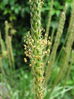 Plantago maritima Sea Plantain, Goose tongue, California goose tongue Plantago maritima Sea Plantain, Goose tongue, California goose tongue