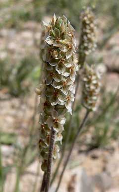 Plantago ovata Blond Psyllium, Desert Indianwheat Plantago ovata Blond Psyllium, Desert Indianwheat