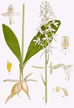 Platanthera bifolia Butterfly Orchid Platanthera bifolia Butterfly Orchid