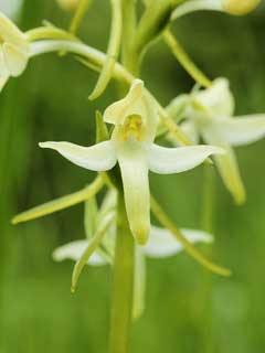 Platanthera bifolia Butterfly Orchid Platanthera bifolia Butterfly Orchid
