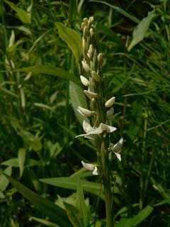 Platanthera dilatata White Bog-Orchid, Scentbottle, Sierra bog orchid