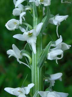 Platanthera dilatata White Bog-Orchid, Scentbottle, Sierra bog orchid Platanthera dilatata White Bog-Orchid, Scentbottle, Sierra bog orchid