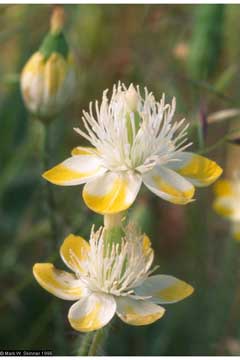 Platystemon californicus Creamcups Platystemon californicus Creamcups