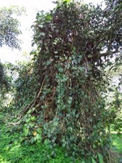 Plukenetia conophora Conophor. Nigerian walnut. Awusa nut,