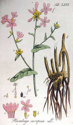 Plumbago europaea Plumbago Plumbago europaea Plumbago