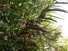Podocarpus_macrophyllus Kusamaki, Yew plum pine,  Buddhist Pine, Chinese Podocarpus, Chinese Yew Pine, Japanese Yew, Souther