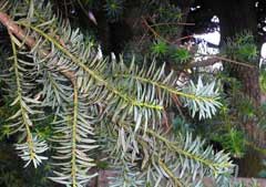 Podocarpus nubigenus Chilean Podocarp Podocarpus nubigenus Chilean Podocarp