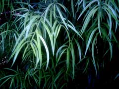 Podocarpus salignus Willowleaf Podocarp Podocarpus salignus Willowleaf Podocarp