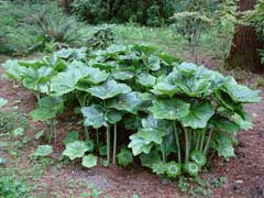Podophyllum pleianthum Podophyllum pleianthum