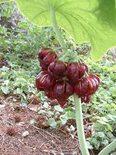 Podophyllum pleianthum Podophyllum pleianthum