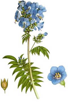 Polemonium caeruleum Jacob Polemonium caeruleum Jacob
