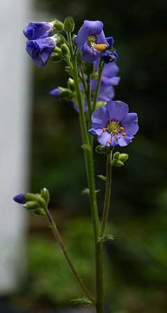Polemonium caeruleum Jacob Polemonium caeruleum Jacob
