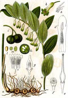 Polygonatum multiflorum Solomon Polygonatum multiflorum Solomon