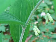 Polygonatum multiflorum Solomon Polygonatum multiflorum Solomon