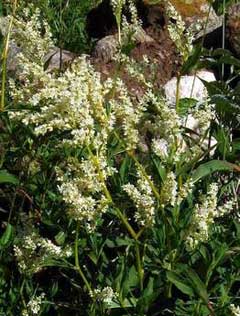 Polygonum alpinum Alpine Knotweed, Alaska wild rhubarb Polygonum alpinum Alpine Knotweed, Alaska wild rhubarb