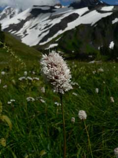 Polygonum bistortoides American Bistort Polygonum bistortoides American Bistort