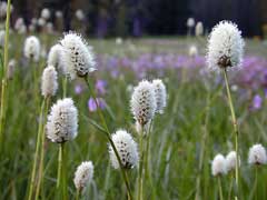 Polygonum bistortoides American Bistort Polygonum bistortoides American Bistort