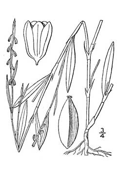 Polygonum douglasii Knotweed, Douglas Polygonum douglasii Knotweed, Douglas