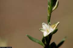 Polygonum douglasii Knotweed, Douglas Polygonum douglasii Knotweed, Douglas