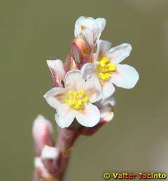 Polygonum equisetiforme Polygonum equisetiforme