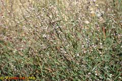 Polygonum equisetiforme Polygonum equisetiforme