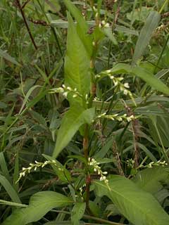 Polygonum_hydropiper Smartweed, Marshpepper knotweed