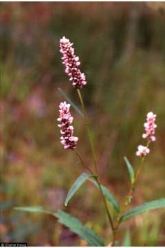 Polygonum pensylvanicum Pennsylvania Smartweed Polygonum pensylvanicum Pennsylvania Smartweed