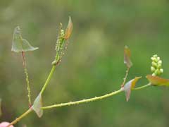 Polygonum perfoliatum Asiatic tearthumb