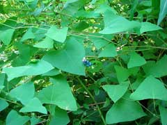 Polygonum perfoliatum Asiatic tearthumb