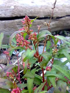 Polygonum persicaria Red Leg, Spotted ladysthumb Polygonum persicaria Red Leg, Spotted ladysthumb