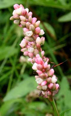 Polygonum persicaria Red Leg, Spotted ladysthumb Polygonum persicaria Red Leg, Spotted ladysthumb