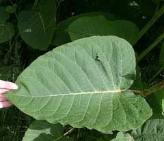 Polygonum sachalinense Giant Knotweed Polygonum sachalinense Giant Knotweed