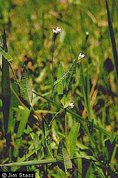 Polygonum sagittatum False Buckwheat, Arrowleaf tearthumb Polygonum sagittatum False Buckwheat, Arrowleaf tearthumb