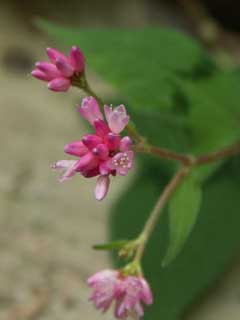 Polygonum thunbergii Polygonum thunbergii