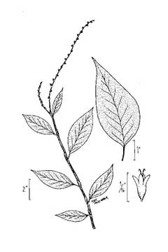 Polygonum virginianum Jumpseed, Fleece Flower, Smartweed, Knotweed Polygonum virginianum Jumpseed, Fleece Flower, Smartweed, Knotweed
