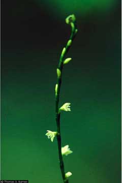 Polygonum virginianum Jumpseed, Fleece Flower, Smartweed, Knotweed Polygonum virginianum Jumpseed, Fleece Flower, Smartweed, Knotweed