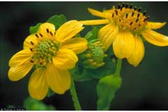 Polymnia uvedalia Bearsfoot Polymnia uvedalia Bearsfoot