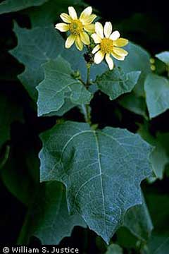 Polymnia uvedalia Bearsfoot Polymnia uvedalia Bearsfoot