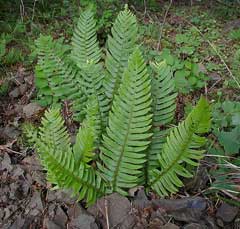 Polystichum munitum Giant Holly Fern, Western swordfern Polystichum munitum Giant Holly Fern, Western swordfern