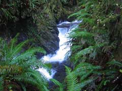Polystichum munitum Giant Holly Fern, Western swordfern Polystichum munitum Giant Holly Fern, Western swordfern