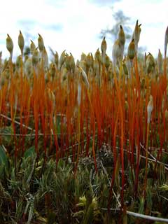 Polytrichum juniperinum Hair-Cap Moss, Juniper polytrichum moss Polytrichum juniperinum Hair-Cap Moss, Juniper polytrichum moss